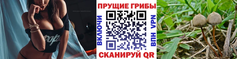 Псилоцибиновые грибы Psilocybe  наркошоп  Барнаул 